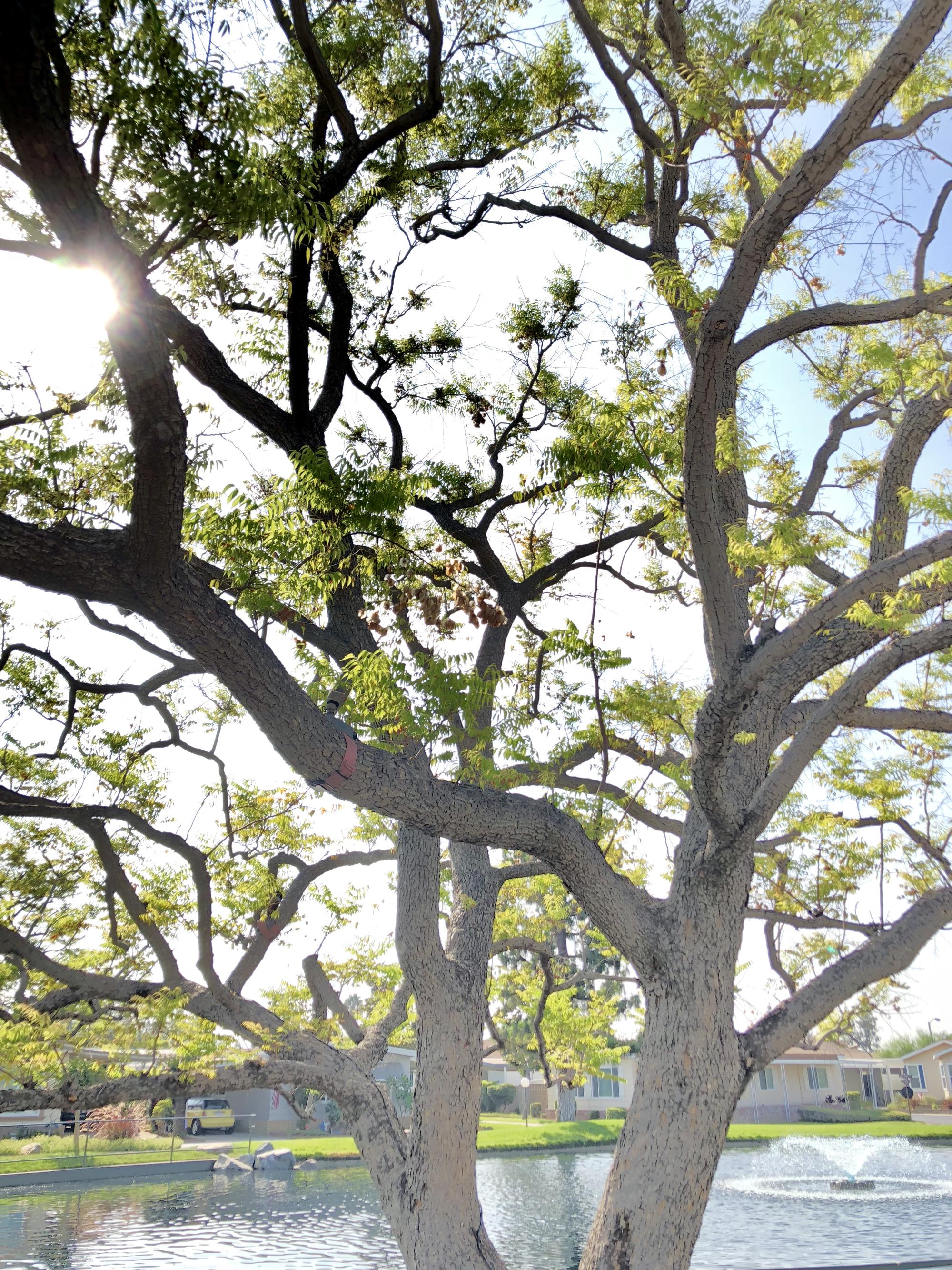 Lake Park Yorba Linda LPH